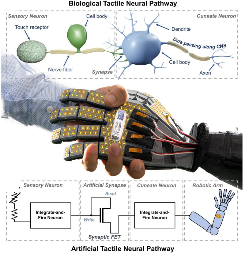 Original Figure 1: electronic skin on a robotic hand, biological and artificial tactile neural pathways