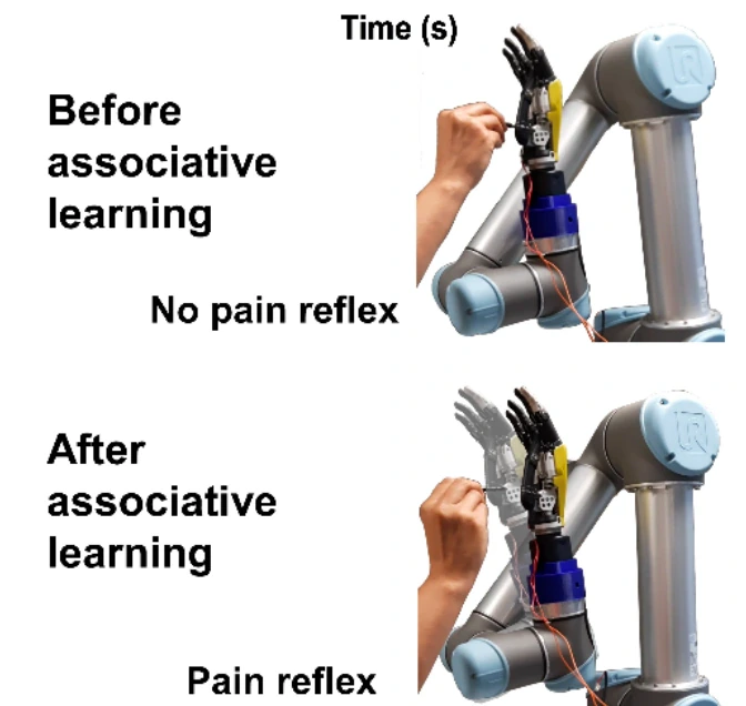 Original Figure 5f: robotic arm photographs before and after associative learning, showing acquired pain reflex